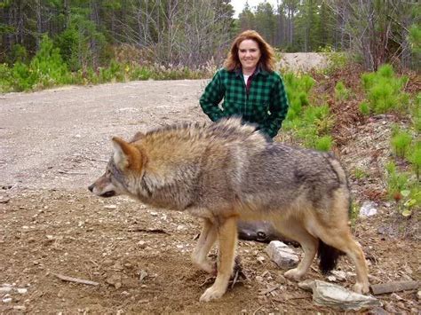 Wolf Coyote Size Comparison Wallpaperin