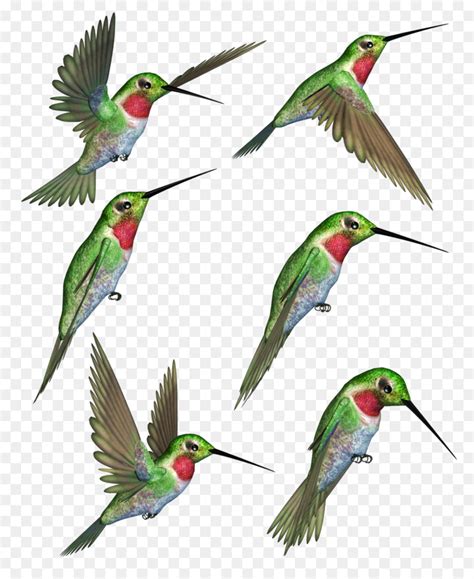 Hummingbird Clipart Free Download 10 Free Cliparts Download Images On