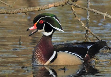 Washburn Wood Ducks And The Waning Fall