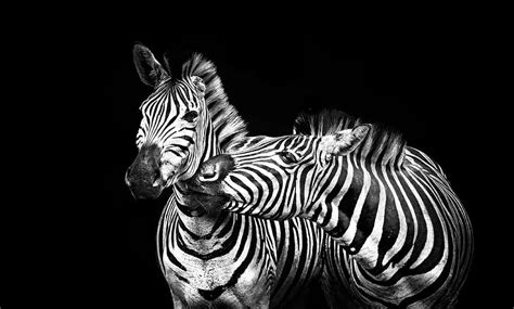 HD wallpaper: two zebra portrait, zebras, stripes, black and white