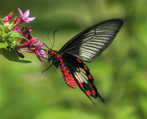 Pachliopta Aristolochiae Common Rose Butterfly Nectaring Flickr