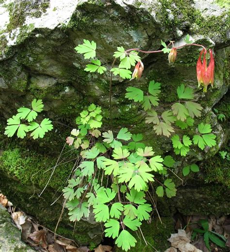 I have been writing this blog for 3 years now and still feel inadequately prepared to discuss the subject. Using Georgia Native Plants: Favorite Native Spring ...