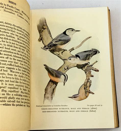 Lot 1934 Birds Worth Knowing By Neltje Blanchan Illustrated