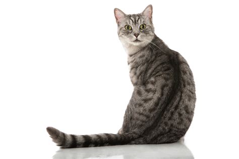 Tabby Cat Definition And Meaning Collins English Dictionary