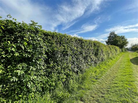 Hedging Collection A Wildlife Garden Naturescape Wildflower Farm