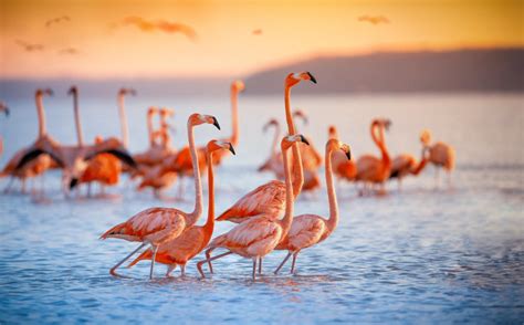 Lake Nakuru A Paradise For Flamingos On The African Continent The