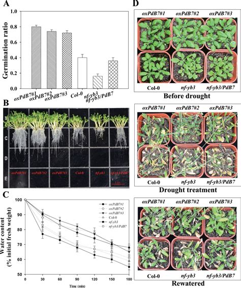 Overexpression Of PdNF YB7 Confers Drought Tolerance In Arabidopsis