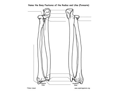 Radius And Ulna Bone Markings Diagram Quizlet