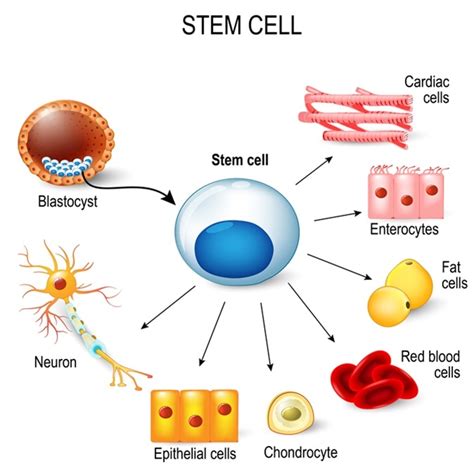 Differences Between Stem Cells And Somatic Cells