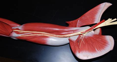 Definition of muscle moment arm that is analogous to the. Muscles of the shoulder and upper arm, anterolateral view | Flickr