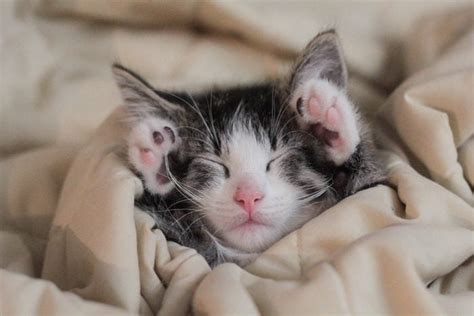 50 Of The Cutest Photos Of Kittens Sleeping Readers Digest