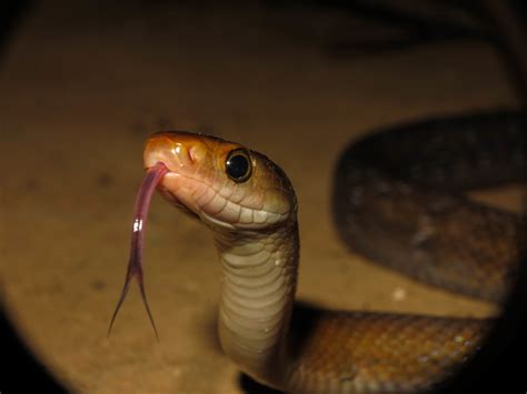 Reddish Rat Snake Snakes Of The Philippines · Inaturalist