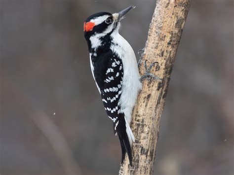 While other woodpeckers have white rumps or white bars on the back. Hairy Woodpecker - eBird