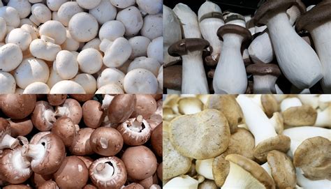 Weight Equivalents Mushrooms