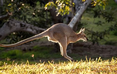Australia Canguros Características Especies Hábitat Y Comportamiento