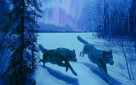 29 Wolf Backgrounds Wallpapers Images Design Trends Premium Psd