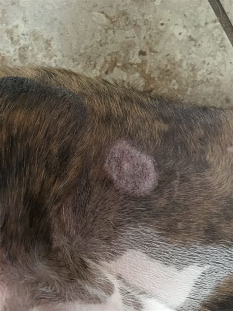 Yes Your Pets Can Get Ringworm The Furshire