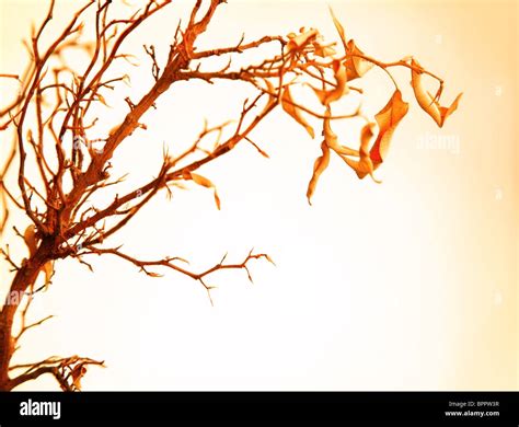 Autumnal Tree Branch With Dry Leaves Stock Photo Alamy