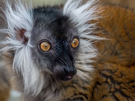 Lemuren Foto And Bild Tiere Zoo Wildpark And Falknerei Säugetiere