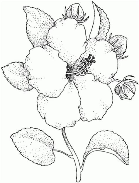 Dibujos para colorear ramo de flores es un caleidoscopio de imágenes con ramos de diferentes tipos de plantas con flores. rosas para dibujar : rosas para dibujar
