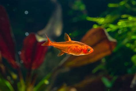 Ember tetra fish is a tiny, freshwater, tropical fish which is native to the araguaia river in central brazil. Ember Tetra And Betta: Compatible Tankmates - Betta Source