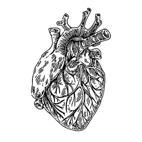 Human Anatomy Heart Vector Black Vintage Engraving Illustration