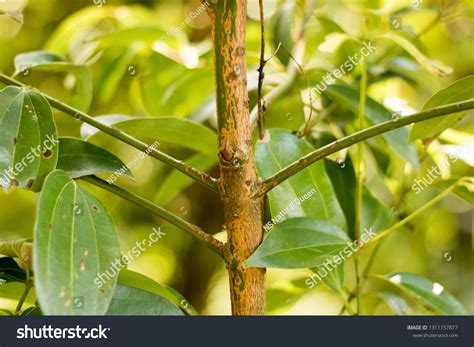 True Ceylon Cinnamon Trees Stock Photo 1311157877 Shutterstock