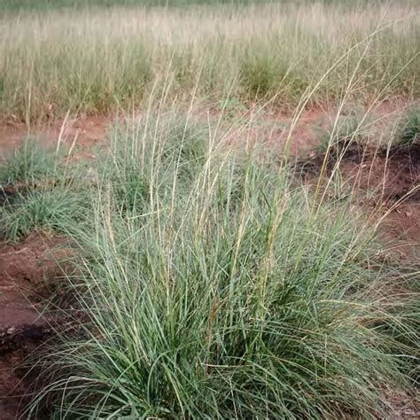 Texoka Buffalograss Bouteloua Dactyloide Great Basin Seed