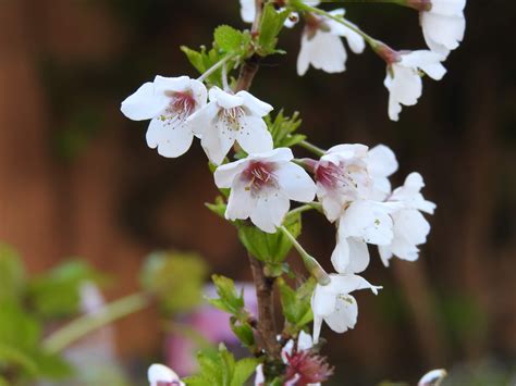 We have this little flowering cherry in the garden, and behind it a golden spirea which bursts into molten gold leaflets at this time of year. A Wild Life in the Garden and Beyond: Day 2: Kojo-no-mai