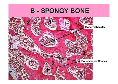 Bone Cross Section Slide Labeled Compact Bone 10x Labeled Histology