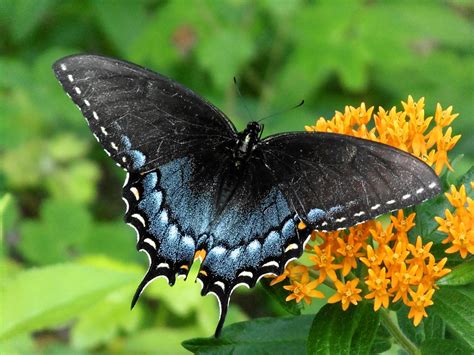 The way these butterflies whirl around each other, you'd think they were dancing for joy. A View from the Beach: Black Tiger