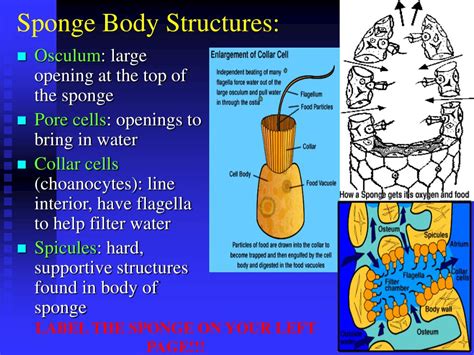 Draw and label a phospholipid. PPT - Invertebrates: Sponges and Cnidarians PowerPoint ...