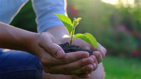Young Shoots Of Plants In The Soil In Male Hands Concept Of Fertility
