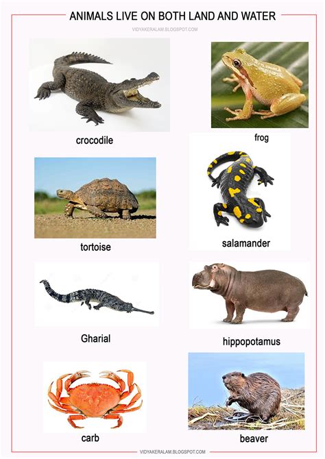 Animals Lives Both Water And Land Images Picture Chart For School