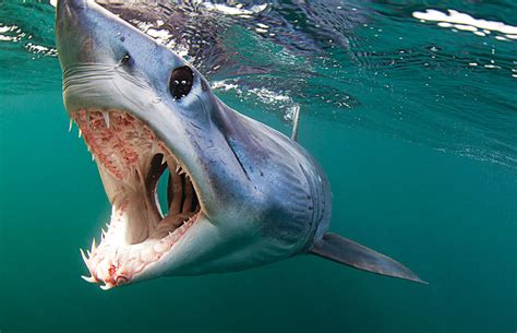 Guy harvey and guy harvey research institute scientists continue their unprecedented work on the shortfin mako shark off the. 10 Amazing Sharks From Around The World - Deepblu Mag