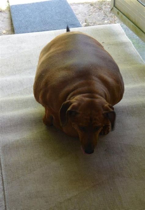 Meet The Worlds Fattest Wiener Dog In 2023 Weiner Dog Wiener Dog
