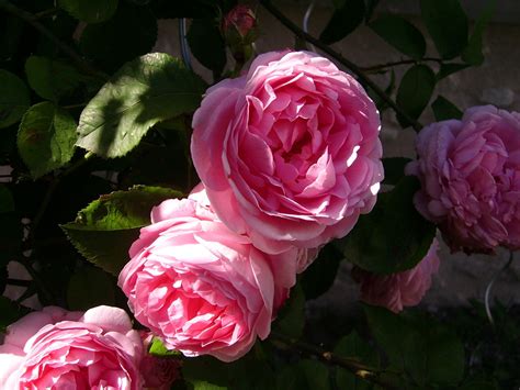 Rose Pierre De Ronsard De Notre Jardin Piante Idee