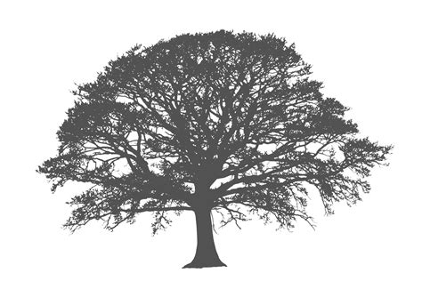 Oak Tree Silhouette Png Clip Art Library