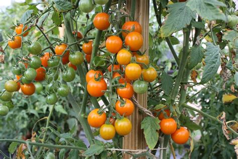 Plants Seeds And Bulbs Tomato Cherry Orange Orange Tomato 500 Seeds