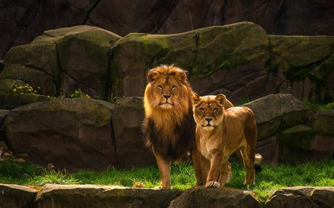 Lion And Lioness Wallpapers Top Free Lion And Lioness Backgrounds