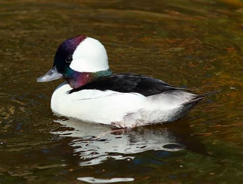 Bufflehead Bucephala Albeola M Wwt Martin Mere Wetland Flickr