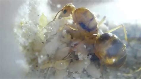 Honeypot Ant Queen With First Workers Myrmecocystus Mexicanus 9 3 15 Youtube