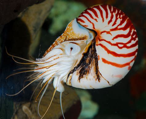 The Impact And Epidemic Of Overexploitation On Chambered Nautilus