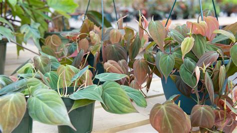 What kind of light do philodendrons need? New Arrivals in the Greenhouse! : Mulhall's