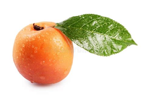 Fresh Apricot With A Leaf Stock Image Image Of Closeup 42716219