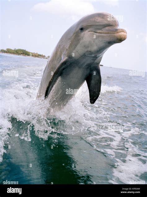 Dolphin Key Hi Res Stock Photography And Images Alamy