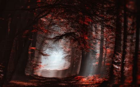 Wallpaper 1230x768 Px Atmosphere Fall Forest Landscape Leaves