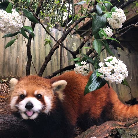 Zoo Atlanta Honors Idgie By Saving Red Pandas In The Wild