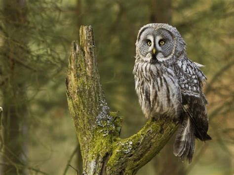 Great Gray Owl Facts Critterfacts