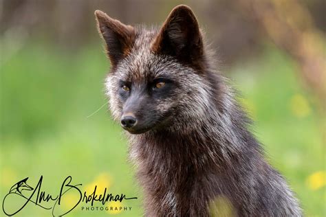 Ann Brokelman Photography In The Wild Silver And Red Fox On Trip Out